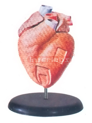 COURSE OF THE CARDIAC MUSCLES